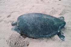 National park's tortoise protection programme is a success