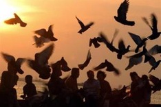 New flame-headed bird species found in Cambodia capital