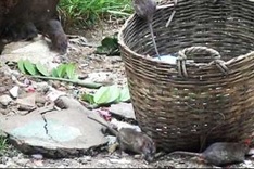 Rats becoming a serious menace in HCM City