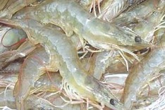 Vietnam ranks third in world for shrimp production