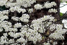 Hoa Sua burst into bloom in Hanoi