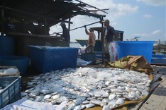 Seafood factories deny responsibility for mass fish poisoning in Vung Tau