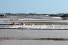Hot weather lifts Ben Tre salt yield by 30%