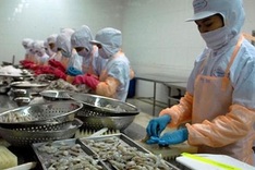 Shrimp sales to US may slump