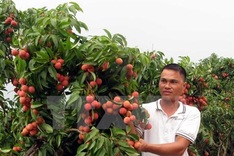 Vietnamese lychee meets Canadian standards