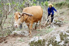 Poor households receive breeding cows