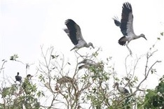 Gáo Giồng Cajeput Forest protects Asian openbill storks