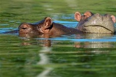 World's 'oldest' hippo dies at Philippine zoo