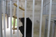 Owner gives up captive bears to sanctuary