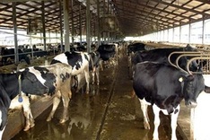 Vietnam, New Zealand sign four agreements