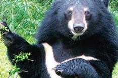 Quang Ngai: Rare white-chested bear detected in cage