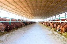 Kon Tum Province halts Hoang Anh Gia Lai cow project