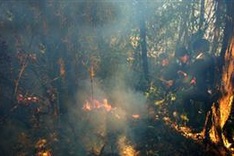Urgent measures to prevent forest fires