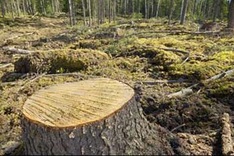 Wood scavengers endanger Dak Lak forests