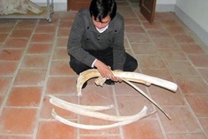 Elephant facing extinction at Ha Tinh National Park