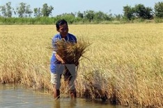 Forum seeks to adapt Mekong Delta’s agriculture to climate change