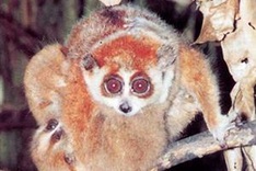 Rare lorises sent to national park safety