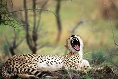 Wild animal protection hot line set up