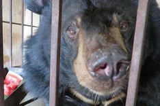 Two moon bears to be rescued from Vietnamese island