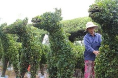 Shaped trees sell big in run up to Tet