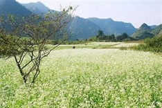 White mustard flower season in Moc Chau
