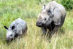 S.Africa, Vietnam set to ink deal to curb rhino horn trade