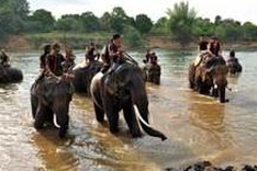 Survival doubtful for local elephants