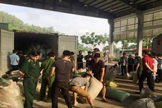 Tonnes of ivory and pangolin scale seized in Danang