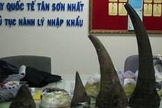 Smuggled rhino horns seized in HCM City