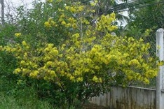Farmers worried about early blossoming of apricot flowers