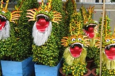 Fruit tree made into bonsai for Tet