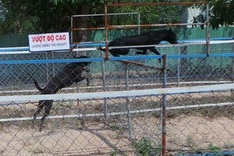 Exciting dog racing in Phu Quoc