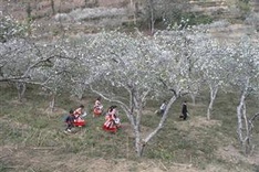 Plum blossoms cloak Bac Ha plateaux