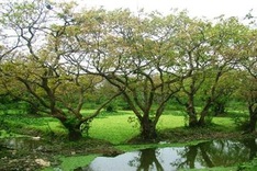 Ancient Loc Vung forest of Quang Binh