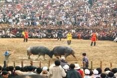 Expert says there are too many new year festivals