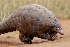 Vietnam joins hands to prevent pangolin trade