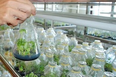 Hanoi looks to develop hi-tech agriculture