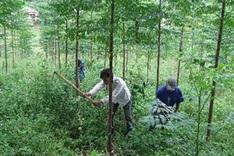 Forestry sector urged to restructure