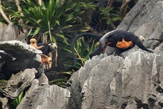 Cát Bà, a sanctuary for endangered species