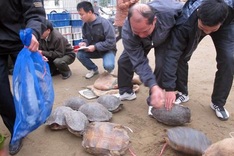 Ha Tinh police make large wild animal smuggling bust