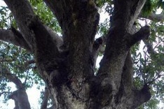 Ancient banyan in Binh Dinh named Heritage Tree