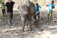 Dak Lak saves trapped wild elephant