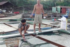 Fish die en mass on Dong Nai River