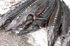 Vietnam tightens control over sturgeon imports by air