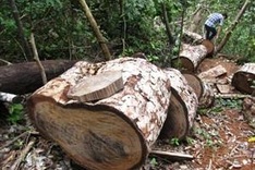 Committee demands end to wood exploitation