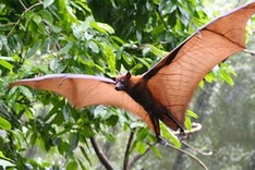 Habitat loss threatens survival of large flying foxes