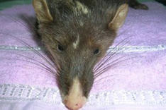 Vietnam finds new species of ferret