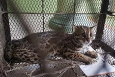 Wildcat rescued from a local family