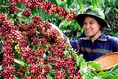 Coffee surplus drives record low prices