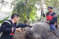 Herbalist fights to save last of the elephants